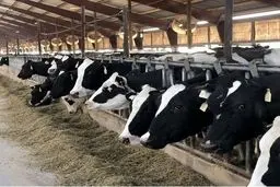 پرده‌برداری از بحران پنهان در بزرگترین مجتمع تولید شیر ایران: چه کسی پاسخگوست؟