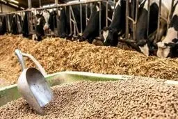 وعده عجیب شرکت پشتیبانی امور دام: نهاده‌های دامی گران نمی‌شوند! سونامی قیمت‌ها در کمین است؟