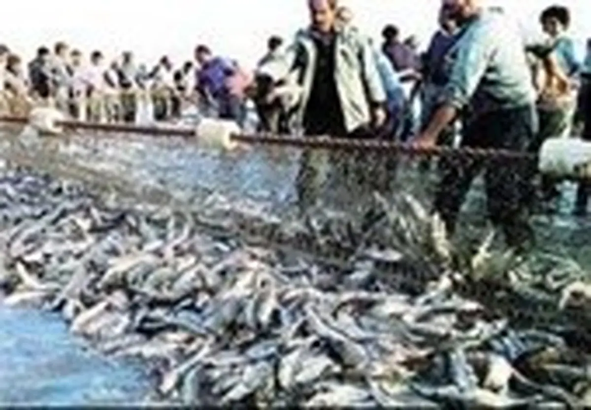 رسوایی بزرگ در دریای خزر: صید ماهی ۲۰ درصد بیشتر شد!