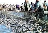 رسوایی بزرگ در دریای خزر: صید ماهی ۲۰ درصد بیشتر شد!
