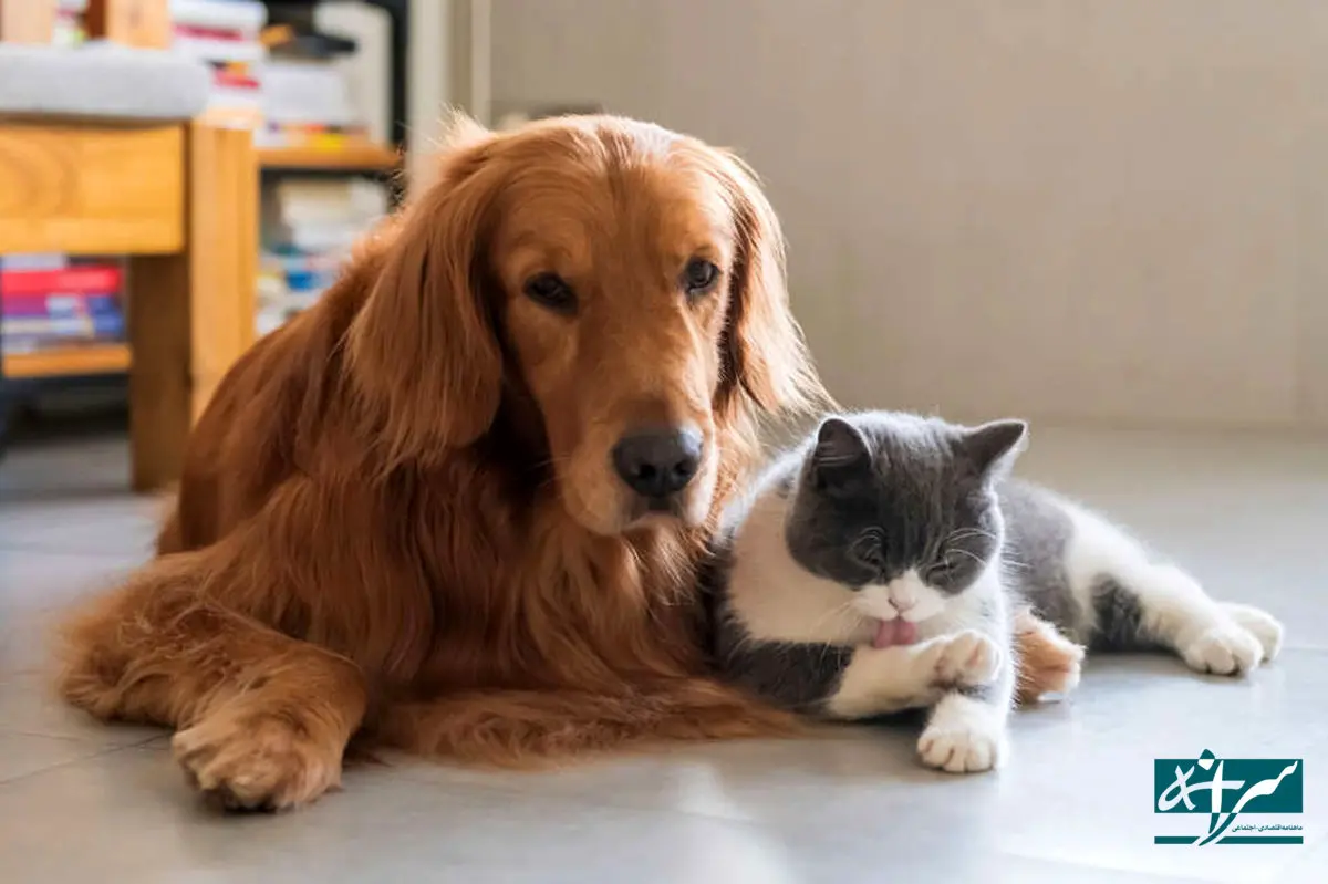 عجیب ولی واقعی؛ واردات سگ و گربه آزاد شد