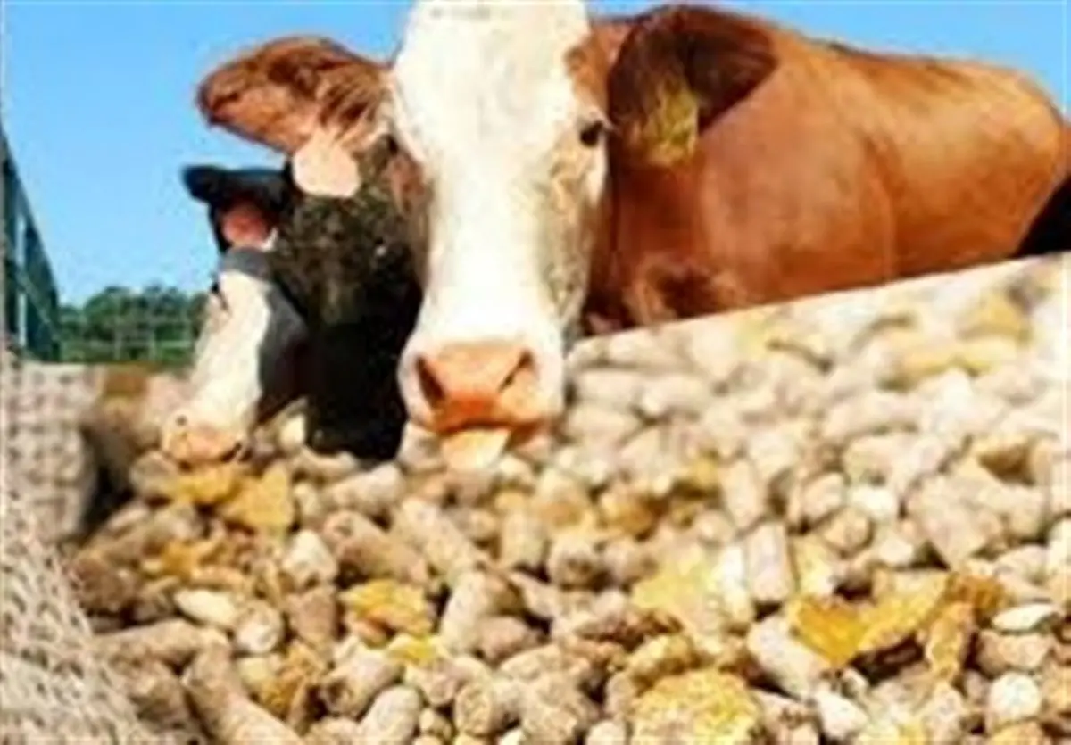 فاش شد: قیمت نهاده‌های دامی پس از حذف ارز ترجیحی سر به فلک کشید؛ کمر مردم می‌شکند؟