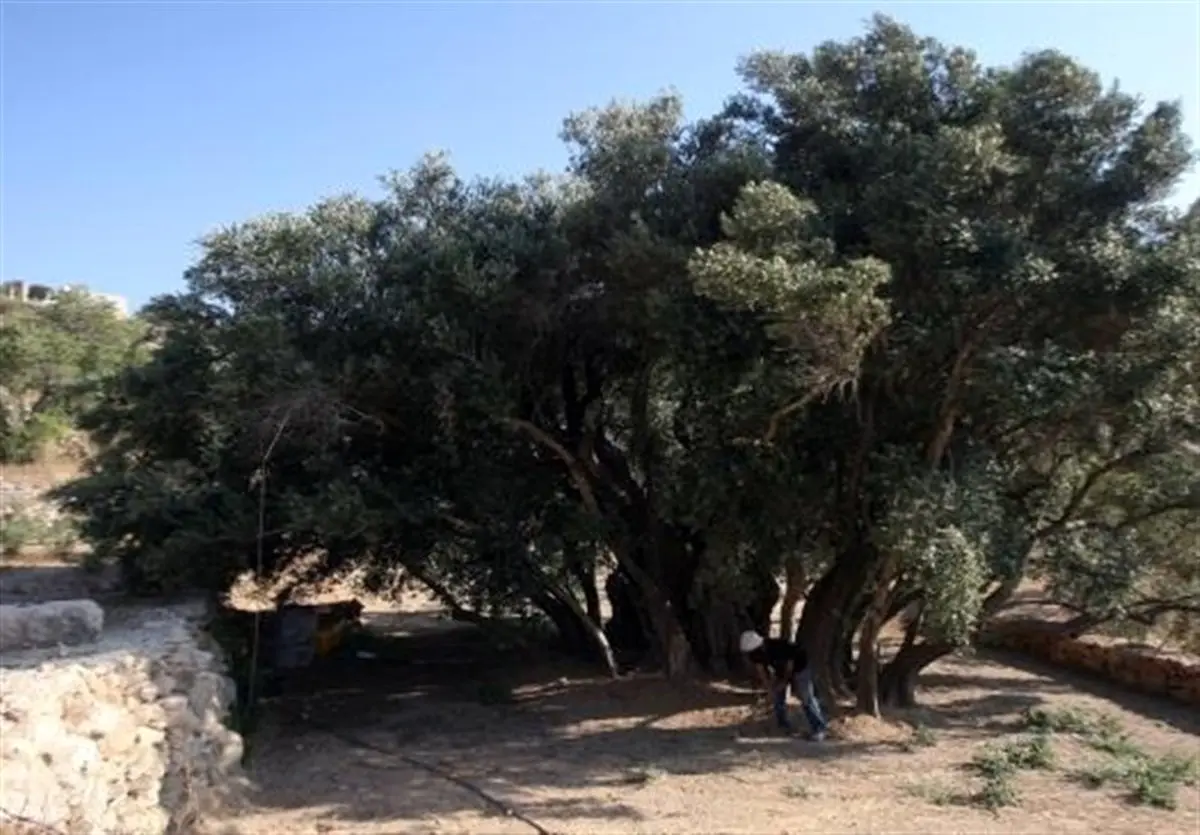 فلسطین ماندنی است: راز 5500 سال زیتون و مادران مقاوم