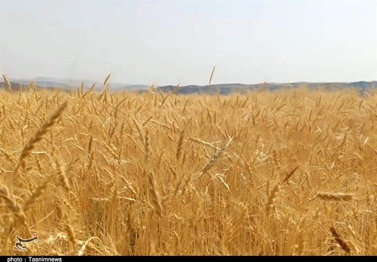 شوک 52 هزار تومانی گندم: سفره مردم در خطر