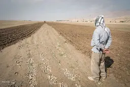 آب به رفیع رسید: فصل برداشت از راه رسید؟