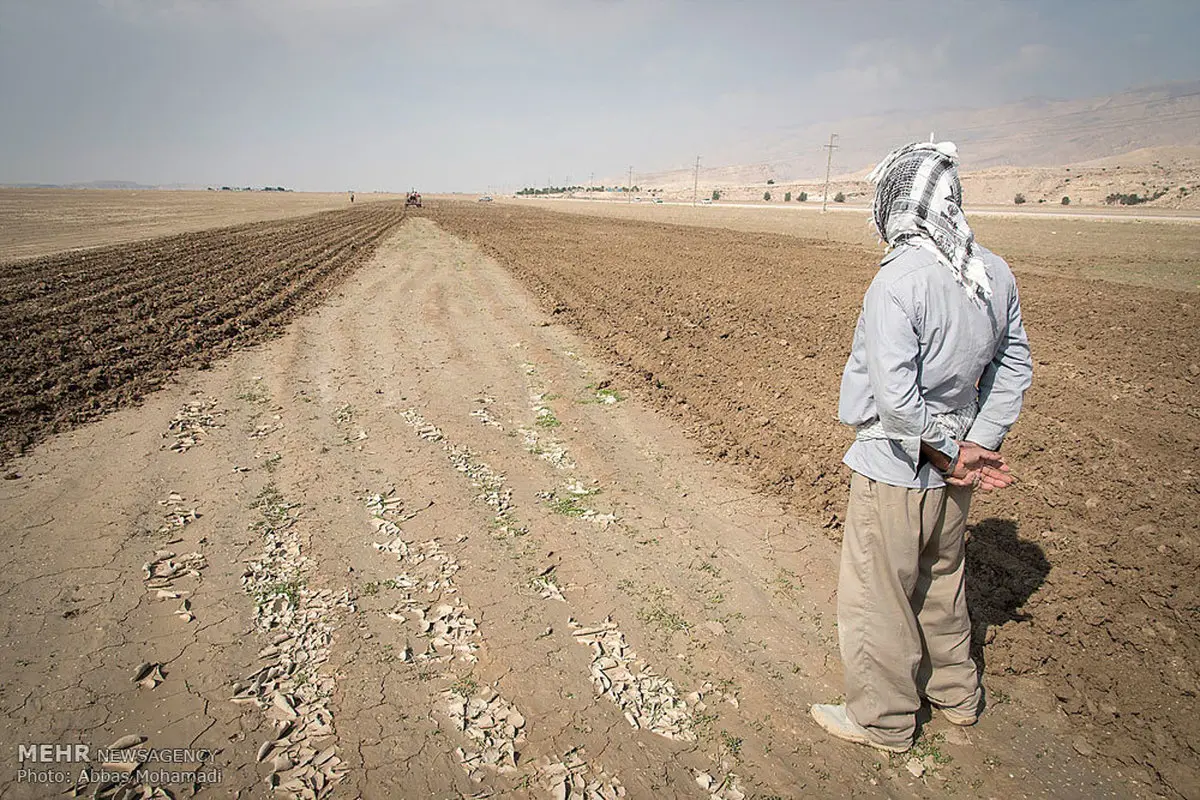 آب به رفیع رسید: فصل برداشت از راه رسید؟