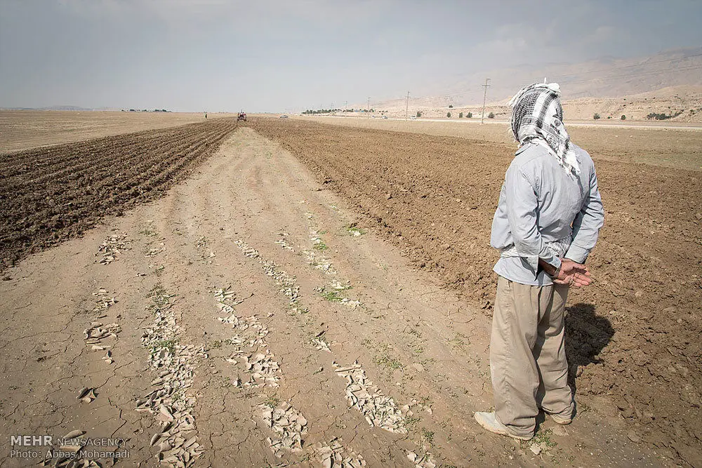 آب به رفیع رسید: فصل برداشت از راه رسید؟
