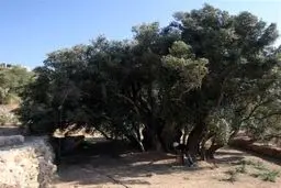 فلسطین ماندنی است؛ ریشه‌های 5500 ساله و زیتون‌های جاودانه