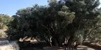 فلسطین ماندنی است؛ مادر زیتون، تاریخ 5500 ساله در مقابل چشمان جهان!