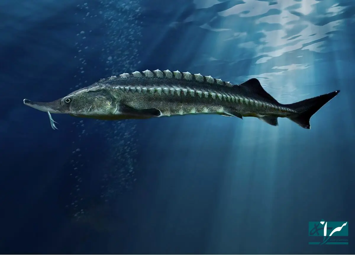 تولید خاویار جان دوباره گرفت