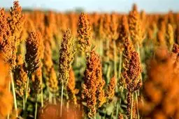 بحران آب ایران: سورگوم؛ راه حل شوک‌آور برای نجات کشاورزی از نابودی!