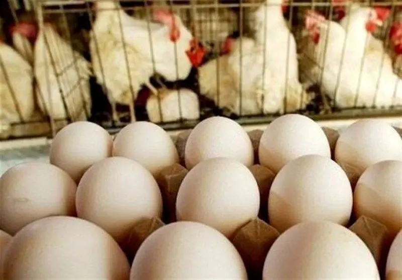 شوک به بازار! صادرات تخم مرغ ناگهانی از سر گرفته شد؛ قیمت‌ها چه می‌شوند؟