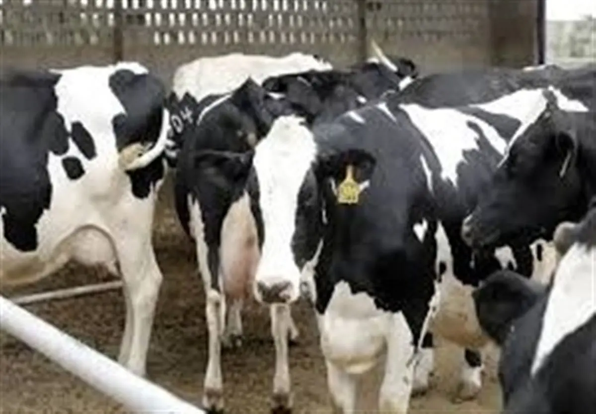 تب برفکی، بلای جان سفره ایرانی: خطر گرانی و کمبود شیر و گوشت!