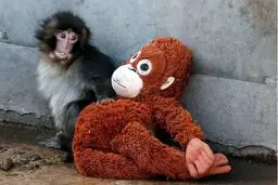 داستان جذاب بچه میمون معروف اینستا