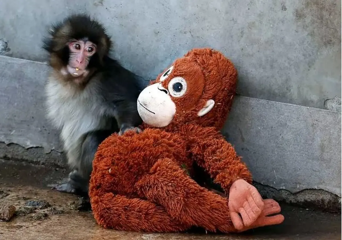 داستان جذاب بچه میمون معروف اینستا