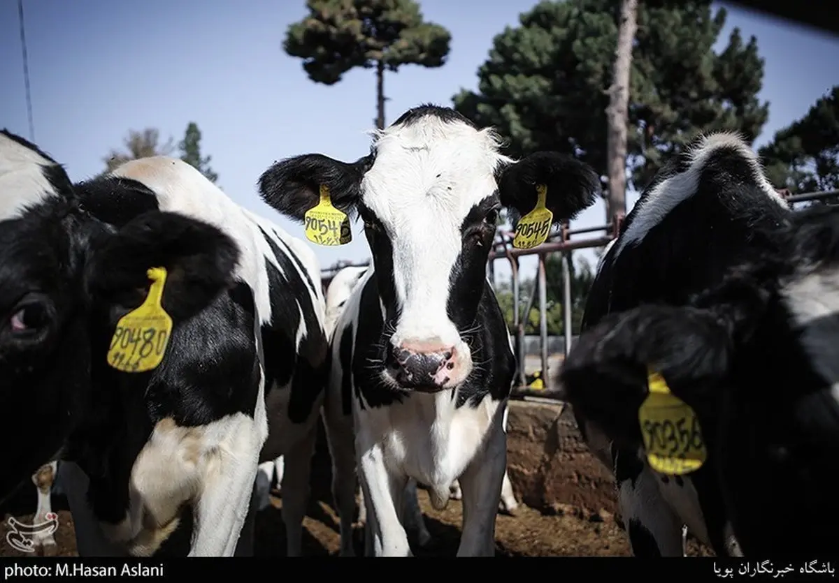 فاجعه در دامداری: راه حل هسته‌ای برای مقابله با قاتلان نامرئی دام‌ها لو رفت!