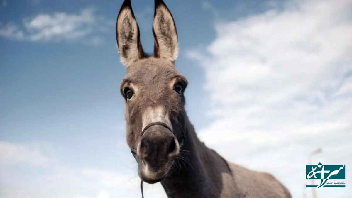 قیمت شیر الاغ نجومی شد + فیلم