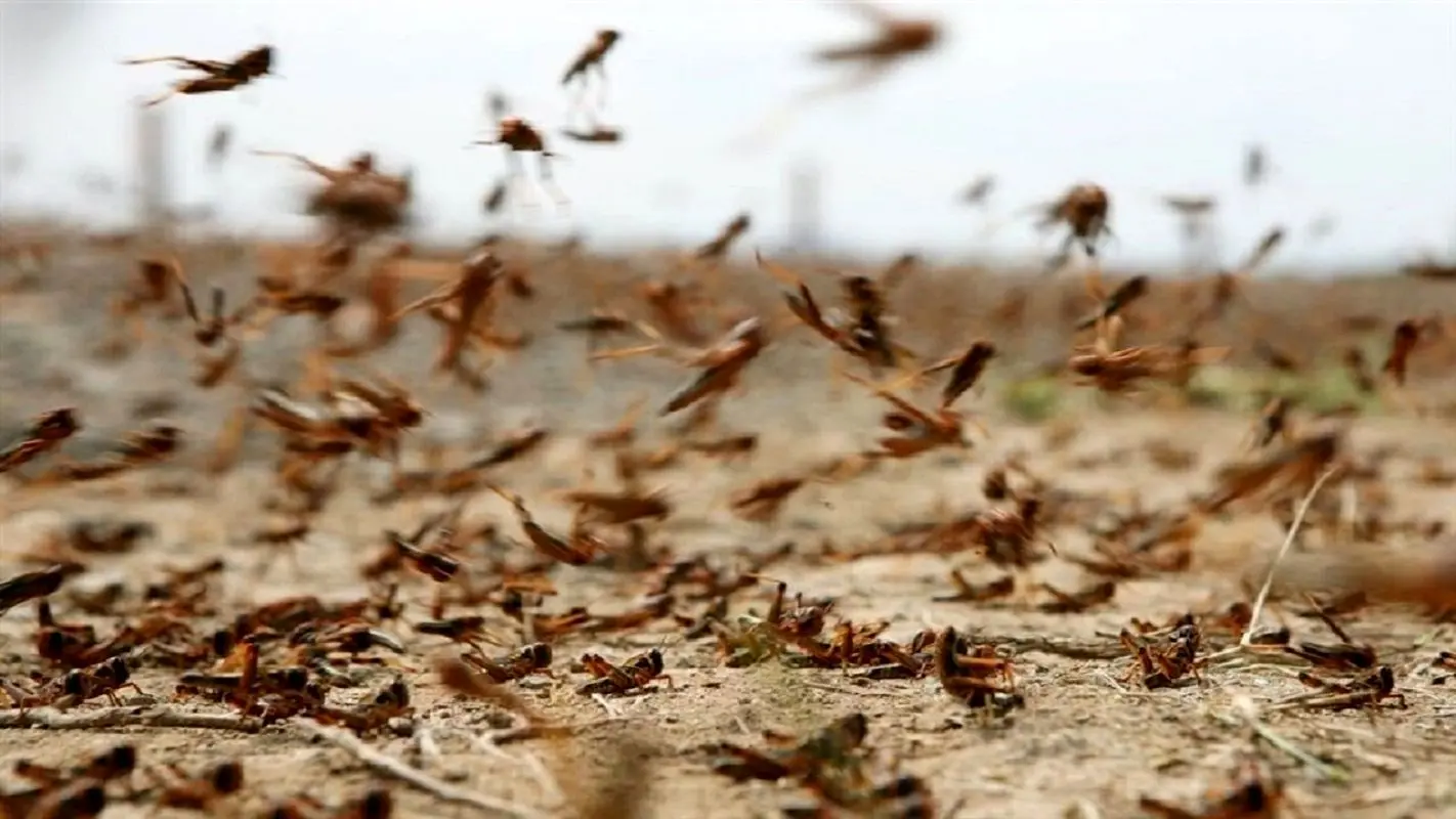 شوک جدید/ آماده حمله سنگین ملخ ها به ایران باشید!