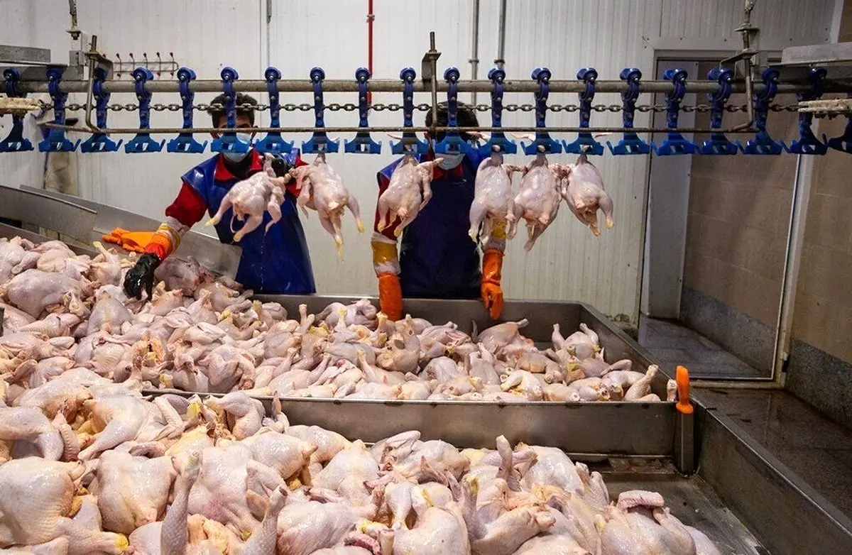 فاجعه قیمتی در راه؟ مرغ ۴۰۰ هزار تومانی، ضربه آخر به معیشت مردم!