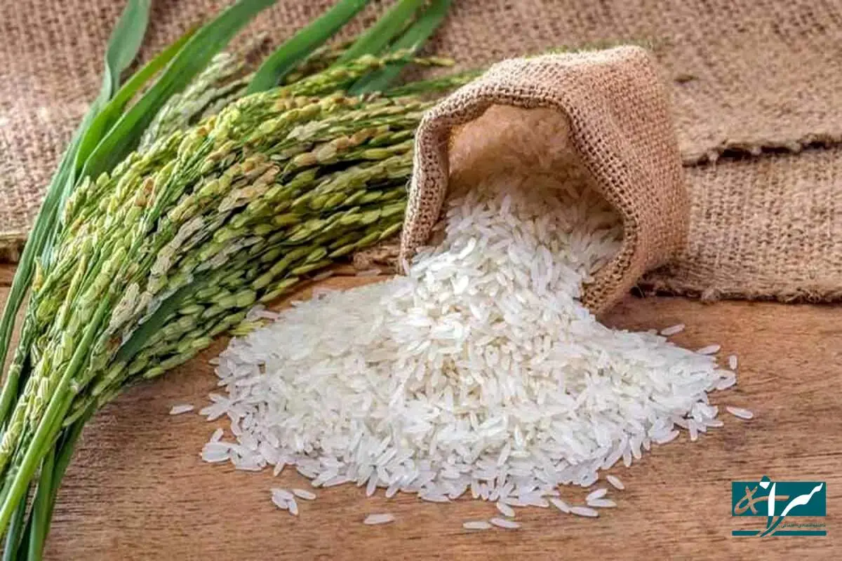 برنجهای خارجی راهی بازار شد