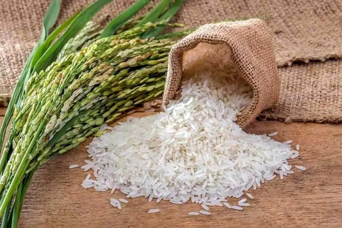 پشت پرده ریزش بزرگ قیمت این نوع برنج!