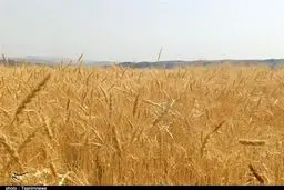 کابوس ۵۲ هزار تومانی گندم برای دولت!