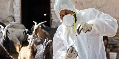 فاجعه عسکری: ۲۲۰ هزار دام قربانی تب برفکی شدند؛ آیا منتظر موج جدیدی باشیم؟