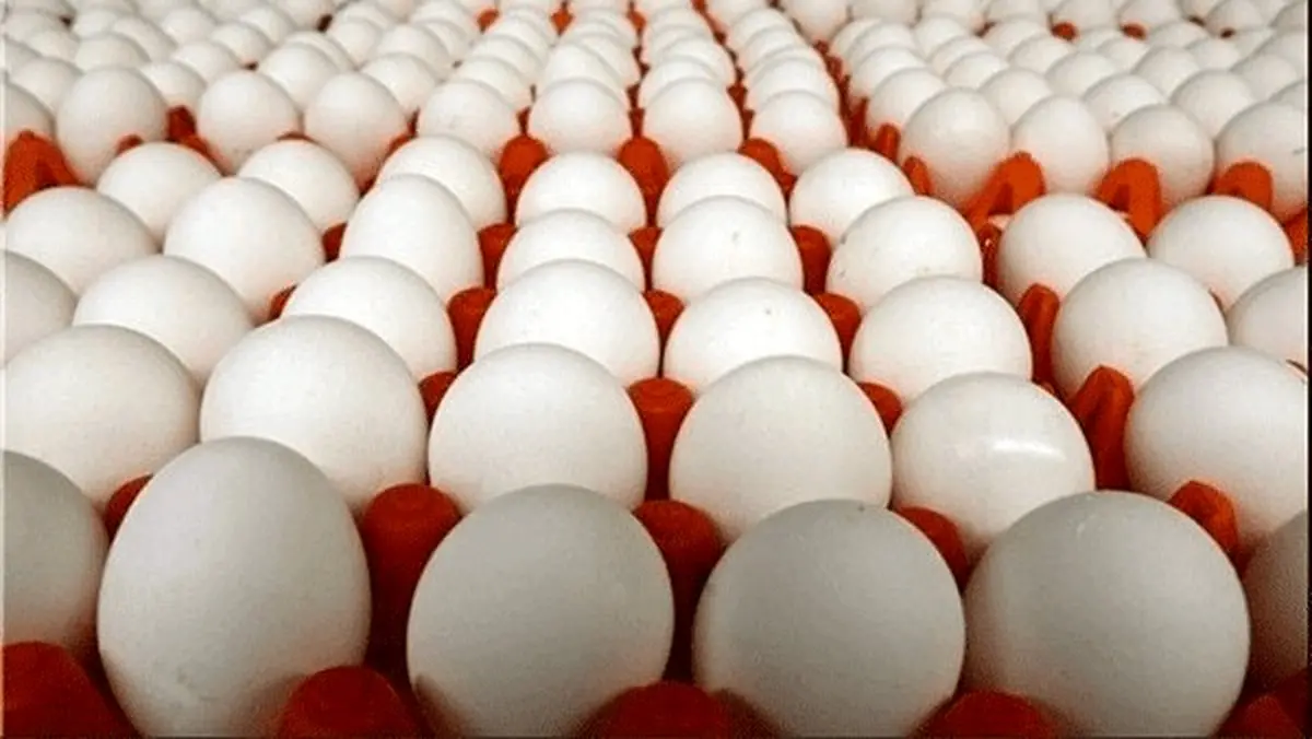 شوک بزرگ در بازار تخم مرغ: قیمت به زیر ۳۰۰ هزار تومان سقوط کرد!