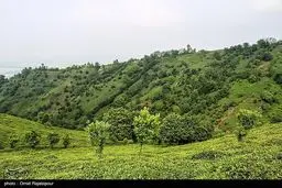 شوک در صنعت چای: پشت پرده انتخاب هیات مدیره جدید اتحادیه چه گذشت؟