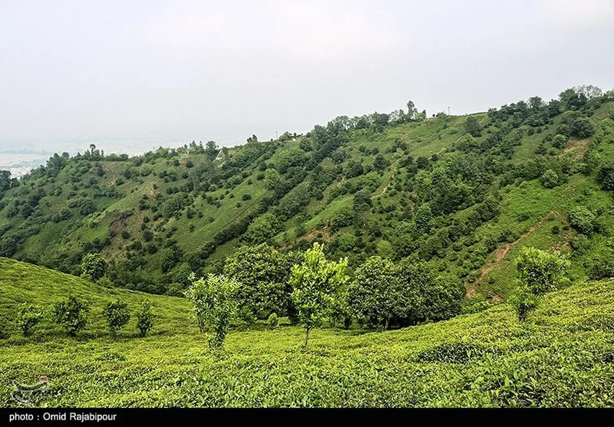 شوک در صنعت چای: پشت پرده انتخاب هیات مدیره جدید اتحادیه چه گذشت؟