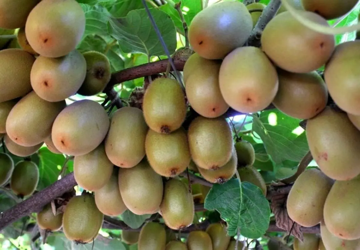 زنگ خطر برای واردات: تجارت کشاورزی ایران و روسیه مرز 20 درصد را رد کرد!