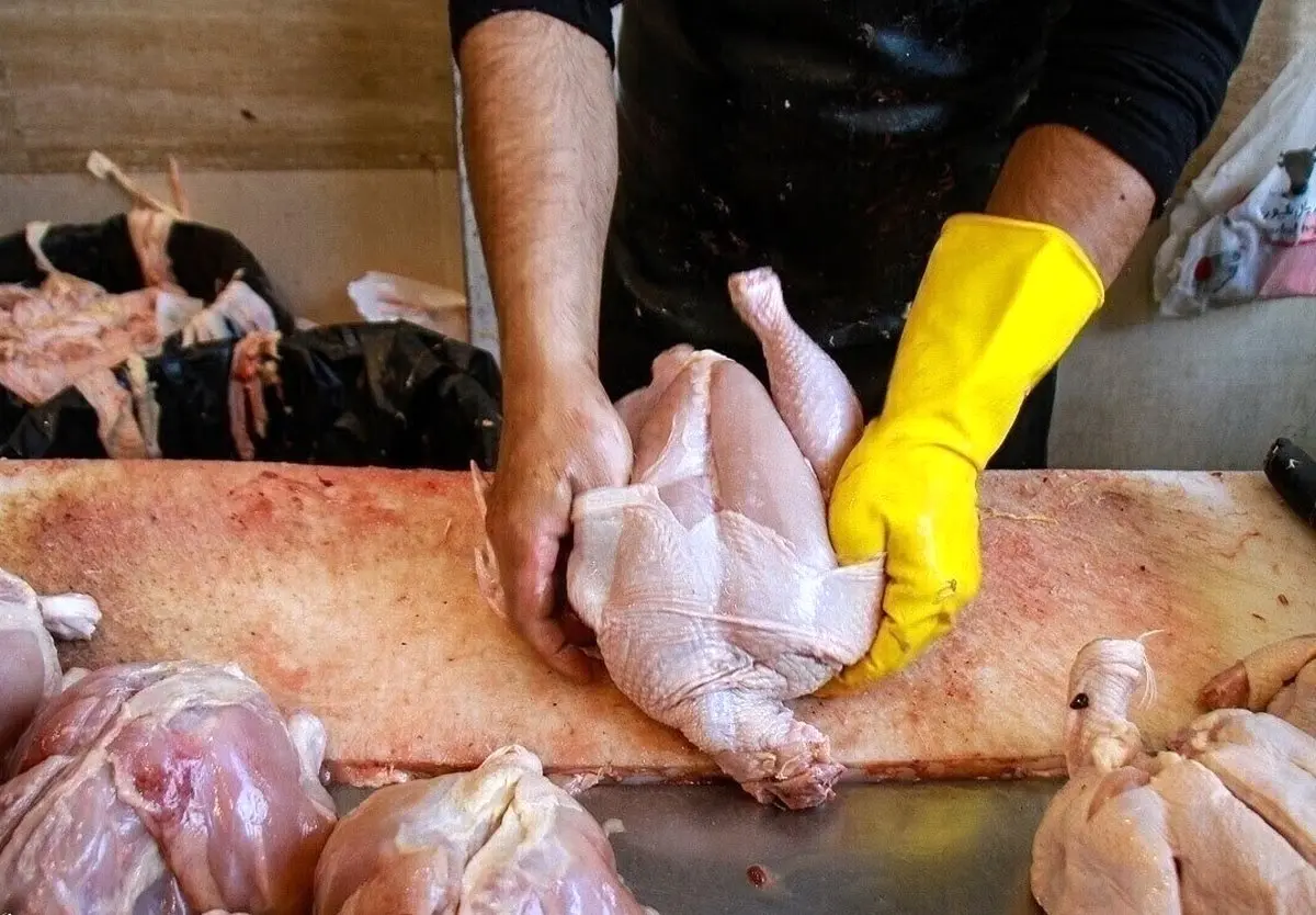 فاجعه آشکار: ۲ سال ارز ترجیحی 'هیچ' اثری بر مرغ و گوشت نداشت! تنها راه نجات از گرانی: پول را مستقیم به جیب تولیدکننده یا مردم بریزید!