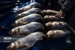 نانوحباب امنیت غذایی را تضمین می‌کند: افشای سند محرمانه!