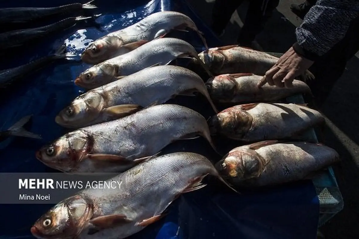 نانوحباب امنیت غذایی را تضمین می‌کند: افشای سند محرمانه!