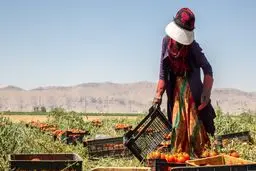 گفت‌وگوی مشاور وزیر جهاد کشاورزی با بانوان کشاورز خوزستانی