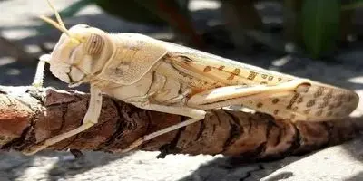 هند ترامپ را دور زد؛ نفت ارزان روسیه راهی دهلی نو شد!