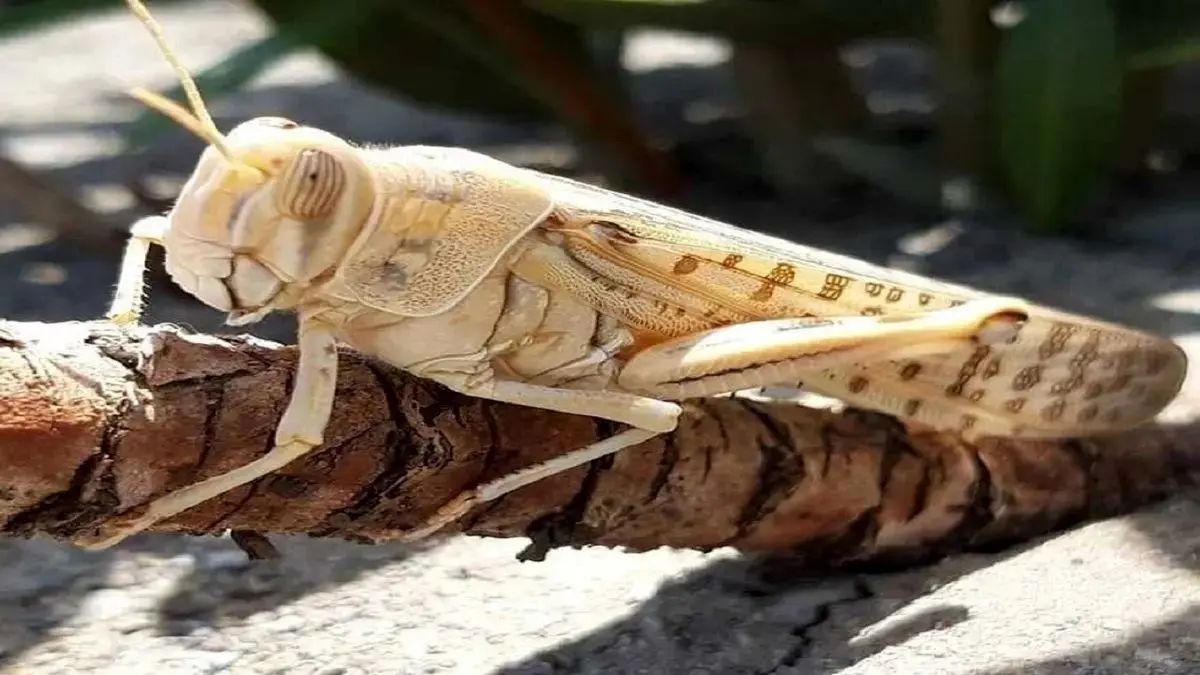 هشدار / ملخ های هندی در راه ایران!