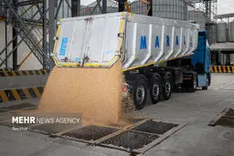 کابوس گرانی در راه است: انبارها پر، دام‌ها در خطر!