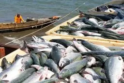 بندهای ماهیگیری فروخته شد: پایان خصوصی‌سازی یا آغاز فساد؟