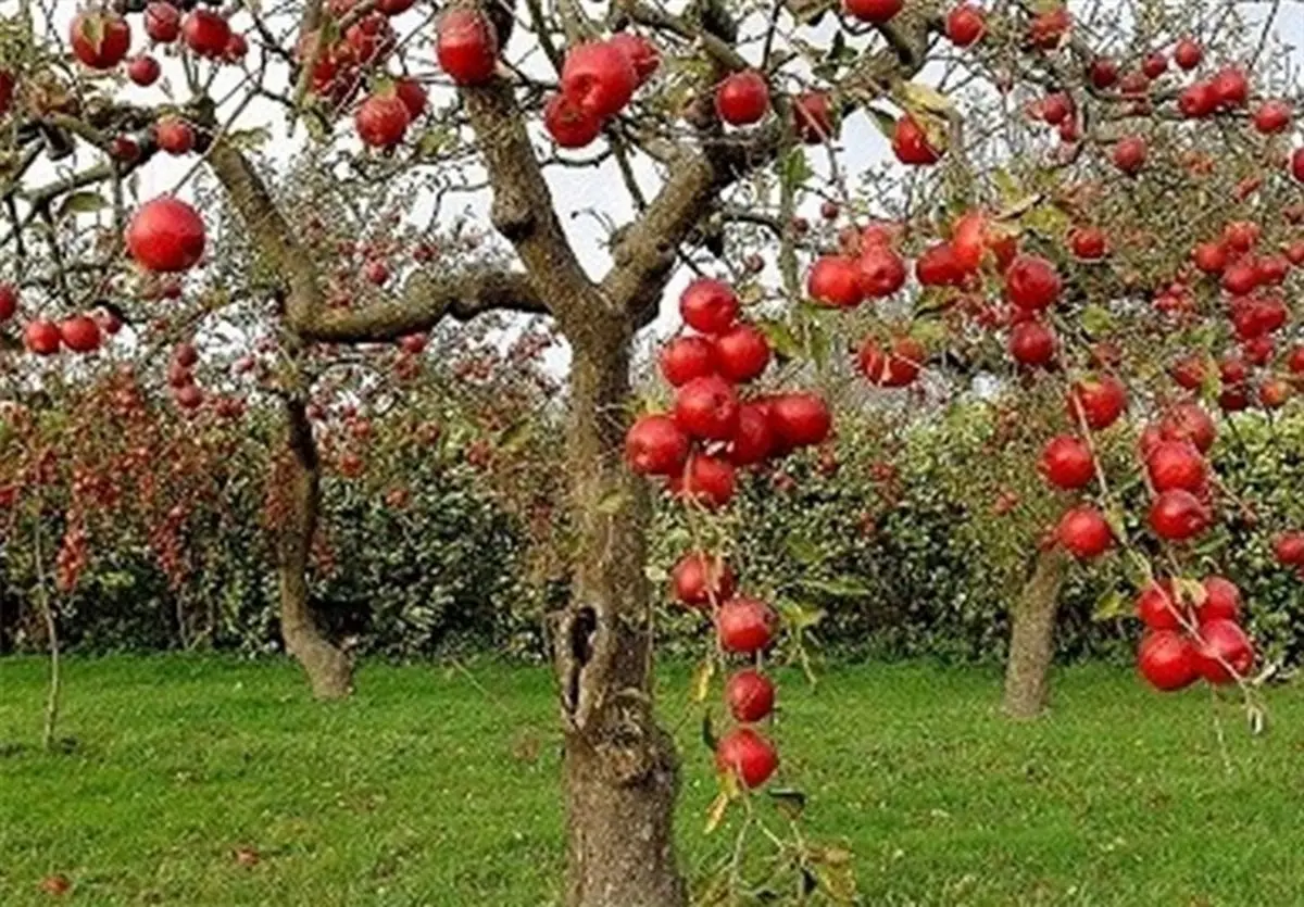 شوکه‌کننده: مزرعه‌هایی که آب را نجات می‌دهند و سود شما را چند برابر می‌کنند!