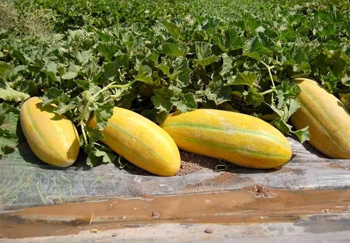 افشای راز هسته‌ای در طالبی و خربزه: غول‌های کشاورزی در راهند؟