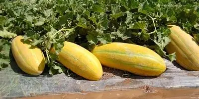 کشاورزی هسته‌ای: راز شگرفی در طالبی و خربزه!