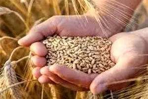 فوری و تکان‌دهنده: نرخ خرید تضمینی گندم زیر و رو می‌شود!