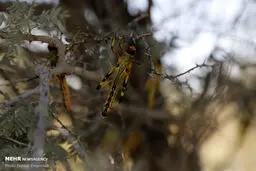 خطر ملخ صحرایی بیخ گوش! آماده‌باش دائمی، تنها راه نجات مزارع ایران