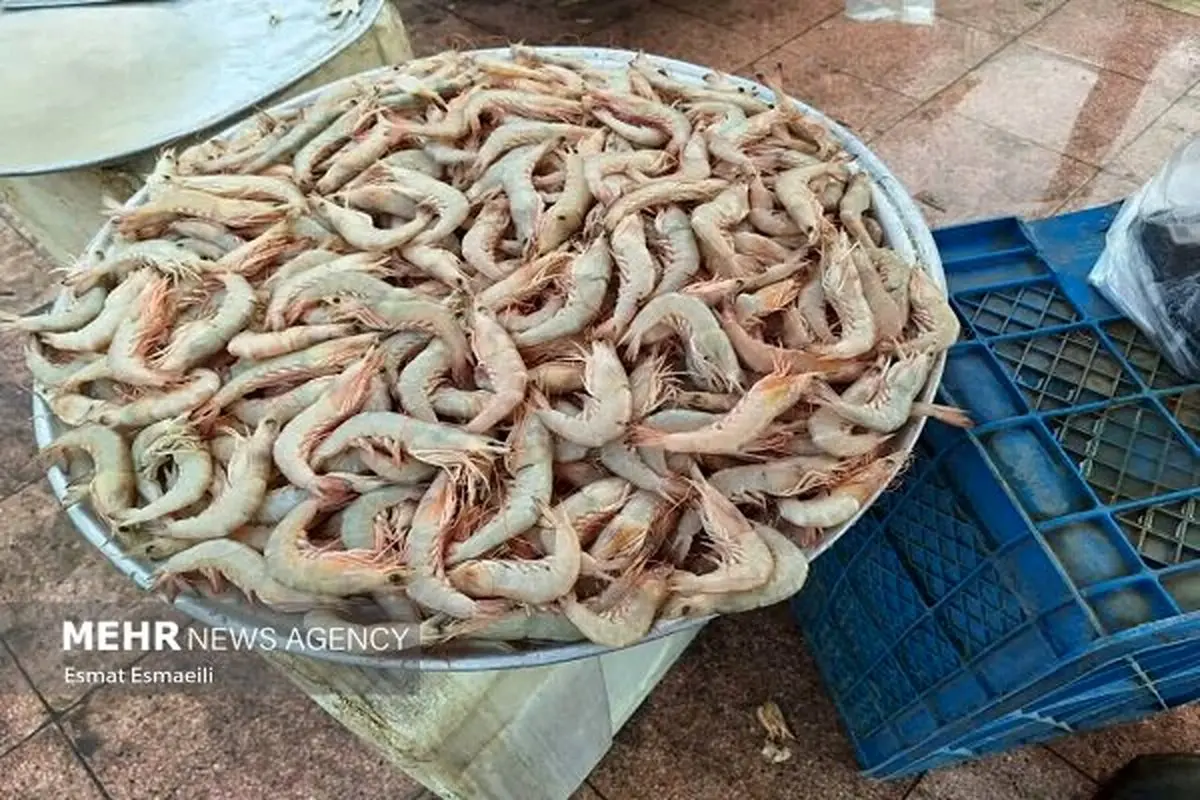 توفان ۱۰ هزار هکتاری میگو در خوزستان: غول مخفی یا فاجعه زیست‌محیطی؟