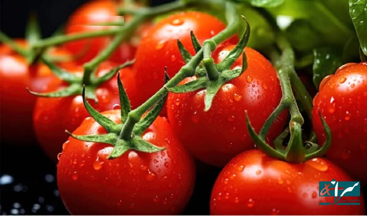 درهای عراق به روی واردات این محصولات باز شد