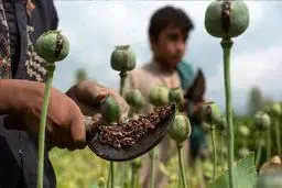 کشت خشخاش فقط در حد نیاز مجاز است