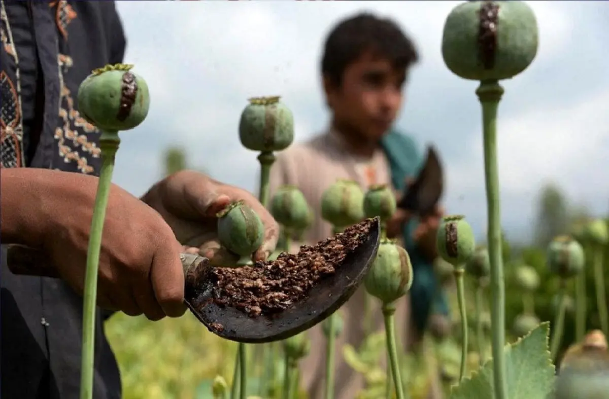 کشت خشخاش فقط در حد نیاز مجاز است