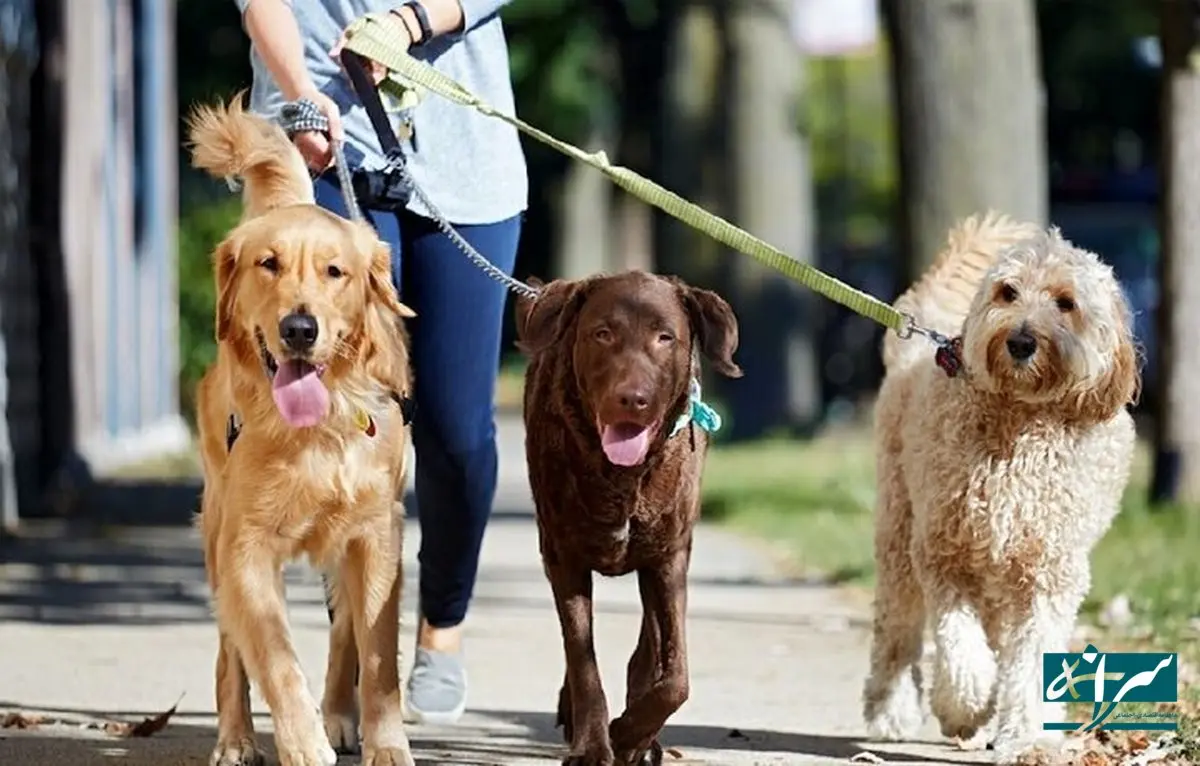 سگ گردانی در زنجان ممنوع شد