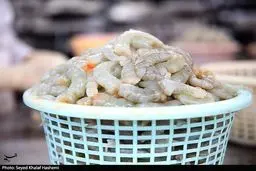 شوک ارزی به سفره خارجی‌ها؛ 700 میلیون دلار ماهی به جیب کی رفت؟